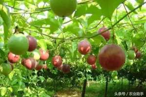 台湾满天星百香果种植(果农注意了种百香果，有哪些方面需要特别注意？)