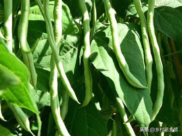 种植四季豆、架豆、长豇豆，这四个高产方法，能让豆荚结满架