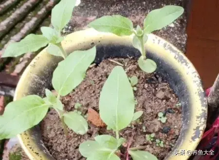 向日葵种植视频(春天来了，教你如何种植向日葵)