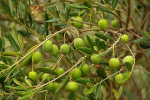 黑榄树种植技术(橄榄的矮化、密植、早结丰产栽培，掌握这些要点，就能取得高产)