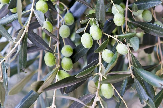橄榄的栽培管理，怎么做到高产高质呢？这些技巧可不能马虎