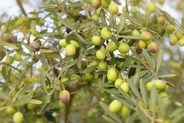 橄榄的栽培管理，怎么做到高产高质呢？这些技巧可不能马虎