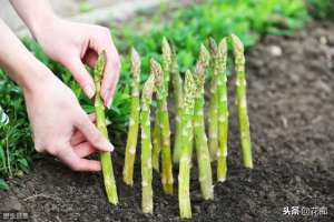 芦笋种子的种植方法(喜欢吃芦笋，自己在家种，一年多次采收，年年吃不断)