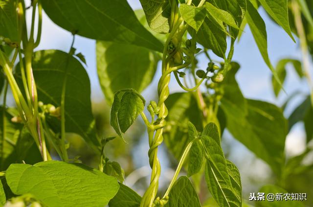 新农知识——四季豆的种植方法，全在基础工作上