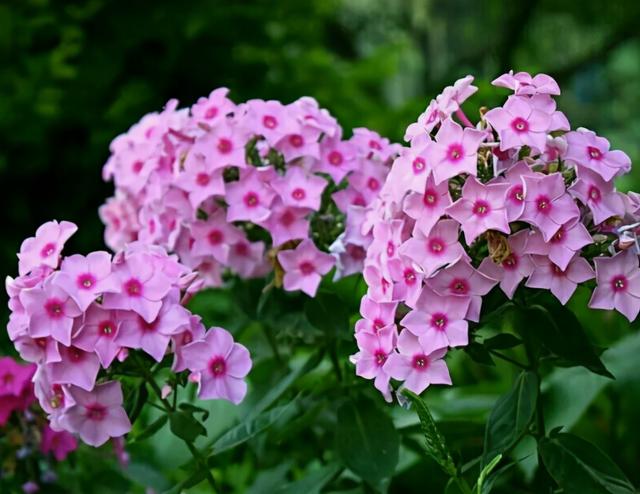 北方冬季寒冷，22种花可以养在院子里，低温冻不死，年年都开花