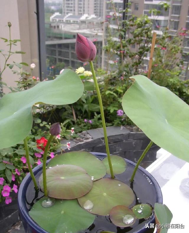 养盆栽睡莲、碗莲，一个小技巧，叶子蹭蹭长满盆，一次开10朵！