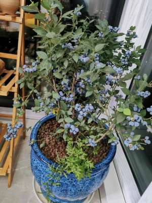 蓝梅种植视频(阳台果树专业户，好吃又好看的蓝莓——占地少，又能结果，完美)