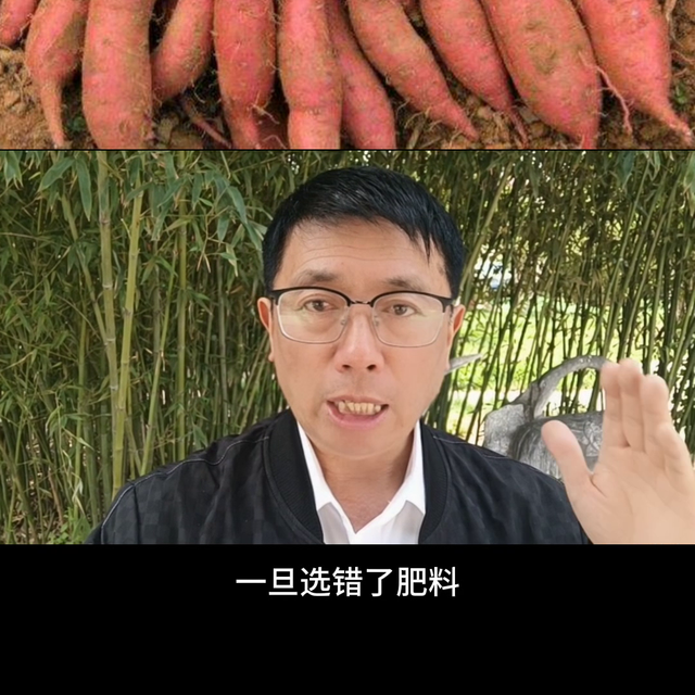 肥料选的好红薯亩产轻松一万斤#肥料@抖音短视频