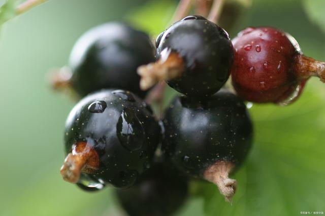 黑加仑是什么水果