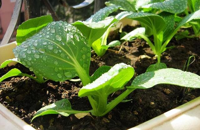 8种“阳台蔬菜”，家里就可以种，花盆撒点种子，秋天收获吃不完