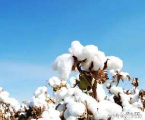 棉花的高产种植技术(掌握棉花种植的6大技巧，棉花不高产都难)