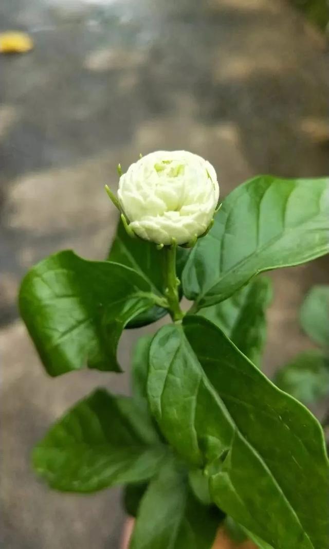 买来的茉莉花怎么养才能避免掉蕾，如何让它养成多年开花的盆栽？