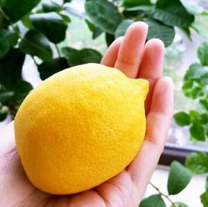 香水柠檬怎么种植(阳台养盆“高产”水果，栽一棵盆栽柠檬，果实累累，够吃一年)