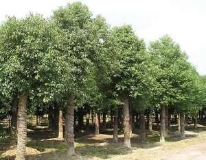 香樟树种植季节(香樟大苗栽植培育与移植技术)