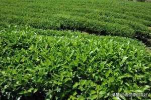 茶叶种植与管理技术(在农村种植茶叶是很好选择，年收入几十万轻轻松松)