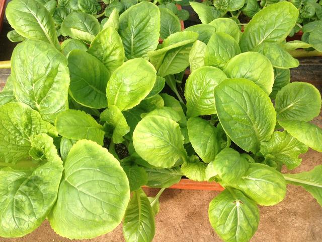 8种“阳台蔬菜”，家里就可以种，花盆撒点种子，秋天收获吃不完