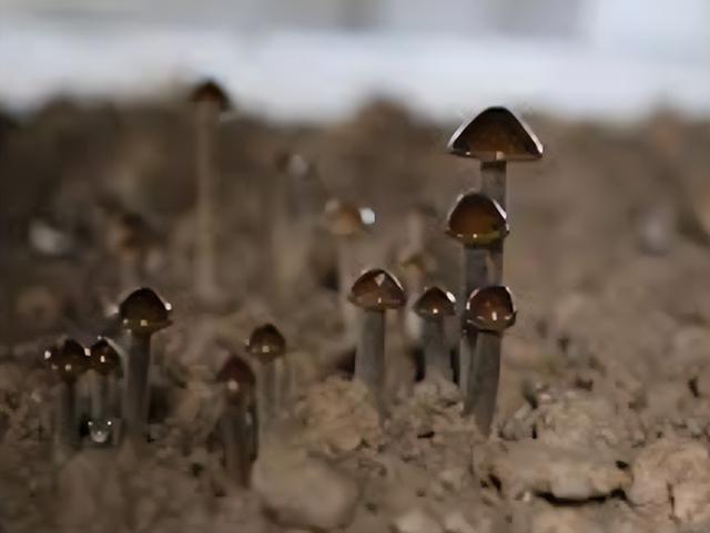蘑菇种植全程指南！无论是香菇还是平菇，无论是露地还是袋培养！