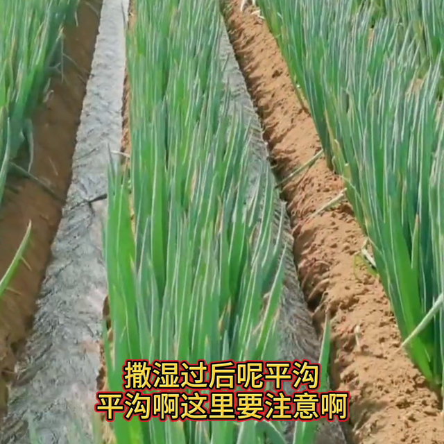 大葱种植亩产两万斤全程施肥管理@抖音短视频