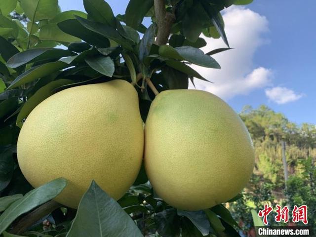 广东梅州30万亩蜜柚成熟 预计产量达50万吨