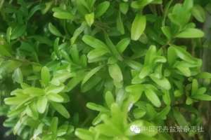 西瓜子 种植(细说黄杨盆景——关于生长特性与日常养护)