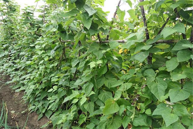 有吉林省为例，露地油豆角高效栽培技术，一起来学学吧