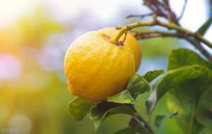 四季柠檬种植技术(柠檬一年四季的管理工作，科学种植是关键，种植致富方法要了解)