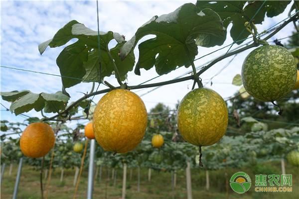 2019年吊瓜市场价多少钱一斤？吊瓜的功效跟作用，怎么播种？
