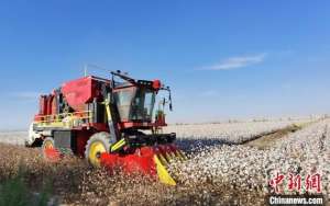 2015年的棉花种植面积(新疆托克逊县棉花开始采收)