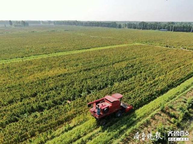 “超级谷物”藜麦在齐河大面积种植成功
