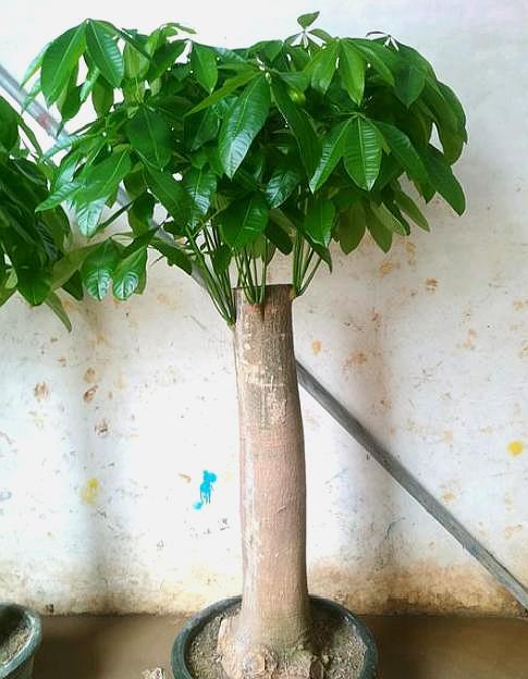 养发财树，做好“第一步”，不烂根，不烂叶，一年四季绿油油