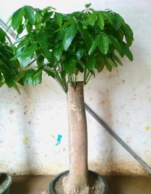 发财树如何种植(养发财树，做好“第一步”，不烂根，不烂叶，一年四季绿油油)