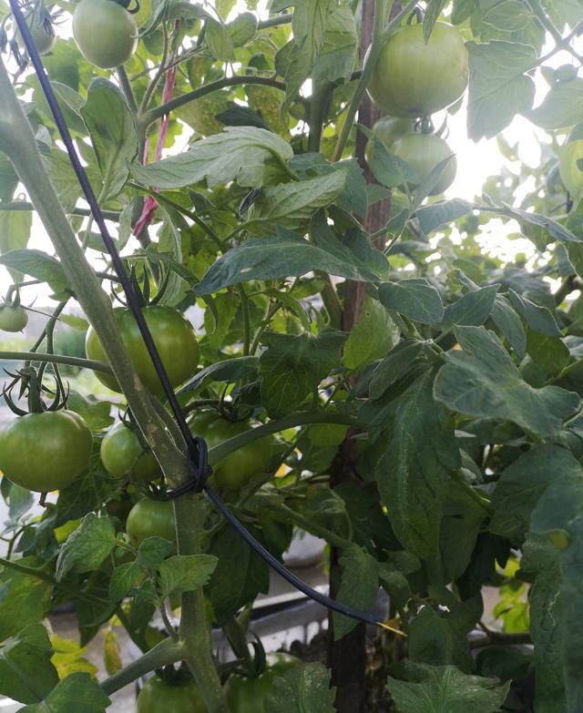 家庭种菜之小番茄的“种植方法”，越长越壮实茂盛，果子非常多