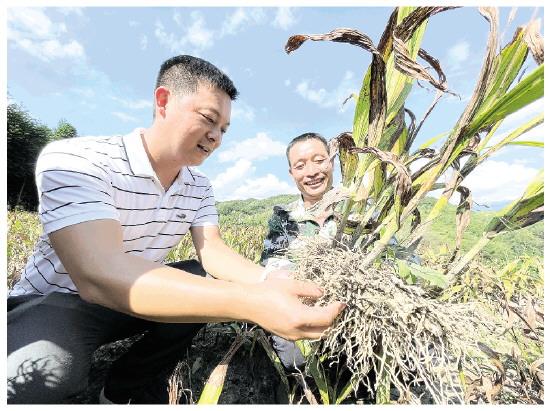 桂林资源一“药材村”村民通过种植药材，实现年总产值超300万元