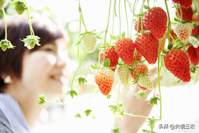 专家支招：4招教你挑出好吃的草莓
