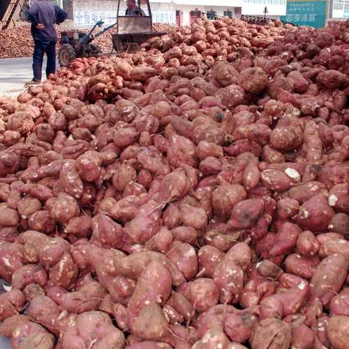 蚌埠红薯大丰收，一亩地赚能两千块，请人帮忙挖红薯一天100元