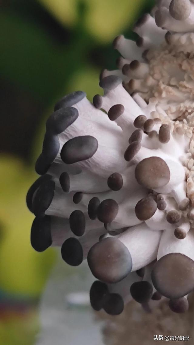 蘑菇种植记，在家也能种出蘑菇，让你的餐桌添道美味