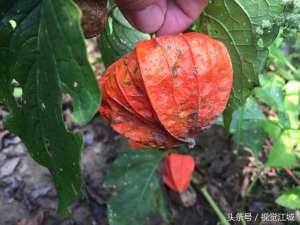 红菇娘种植(秋天到了，东北到处可见这种红姑娘，采摘一点回去，好吃又保健)