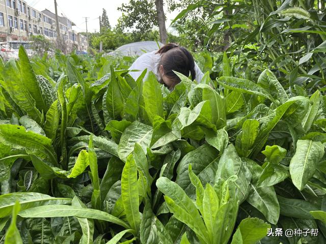 四川养猪一年四季的草，菊苣产量高，适口性好，种一次收割8~10年