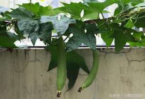 丝瓜的种植方法(阳台种丝瓜用这个窍门，藤蔓爬到三米长，丝瓜结的多，每天可采摘)