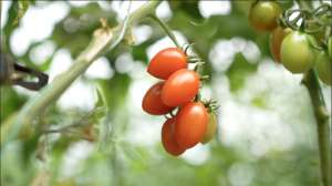 山东西红柿种植基地(比普通番茄甜5度，山东小番茄走上电商“快车道”)