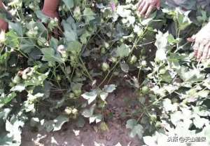 新疆棉花种植技术(新疆棉花高效栽培技术及抗逆性的研究与应用)