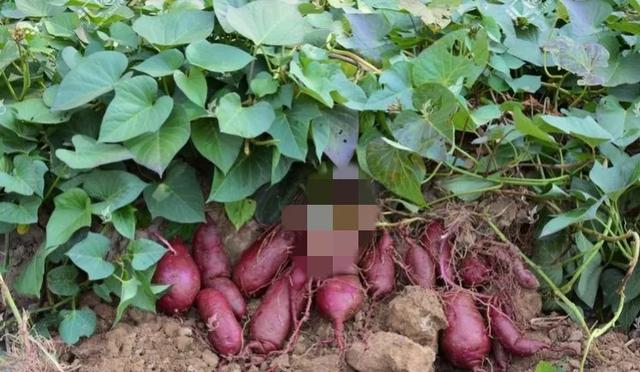 蚌埠红薯大丰收，一亩地赚能两千块，请人帮忙挖红薯一天100元