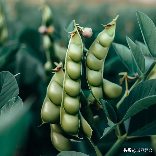 蚕豆种植指南：从播种到收获的全过程
