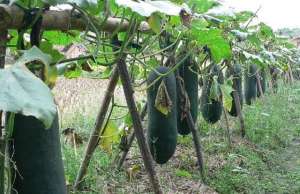 冬瓜种植前景(农民学会种植冬瓜，产量大收益高，有经验的菜农都在种)
