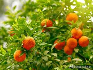 柑橘种植的成本(种柑橘，如何做到合理控制成本？)