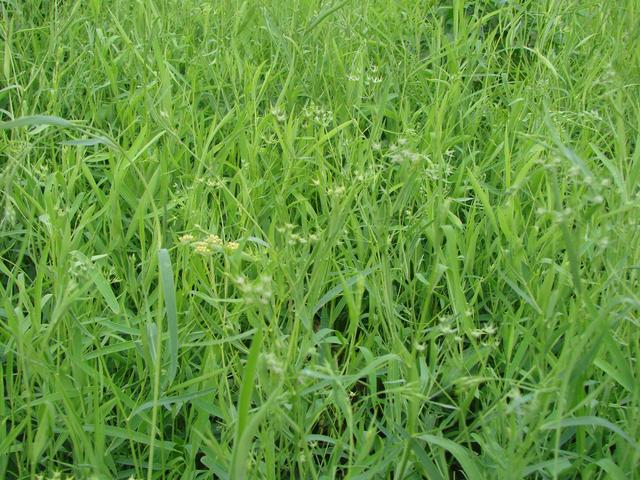 这种草长在向阳山坡和草原，能治感冒咳嗽！应用范围广，效益高！