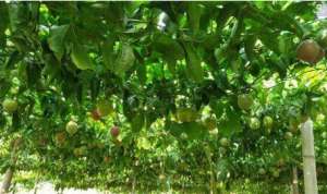 百香果种植前景(百香果市场紧俏，种植户逐渐增多，想要丰产还得种植技术过硬)