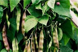 油豆的种植(有吉林省为例，露地油豆角高效栽培技术，一起来学学吧)