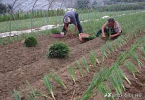 毛葱种植(种植大葱学会这几招，缓苗快、葱白粗长、产量高)