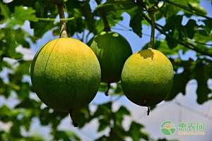 吊瓜子如何种植(2019年吊瓜市场价多少钱一斤？吊瓜的功效跟作用，怎么播种？)